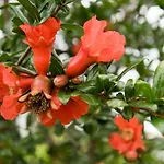 Carossi Bed & Breakfast