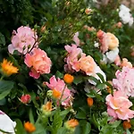 Carossi Bed & Breakfast