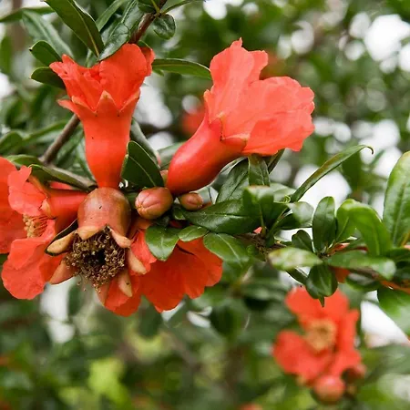 Carossi فندق مبيت وإفطار