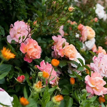 Carossi فندق مبيت وإفطار