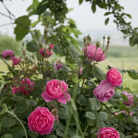 فندق مبيت وإفطار Carossi Castagnole delle Lanze