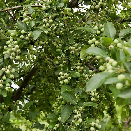 Carossi فندق مبيت وإفطار Castagnole delle Lanze